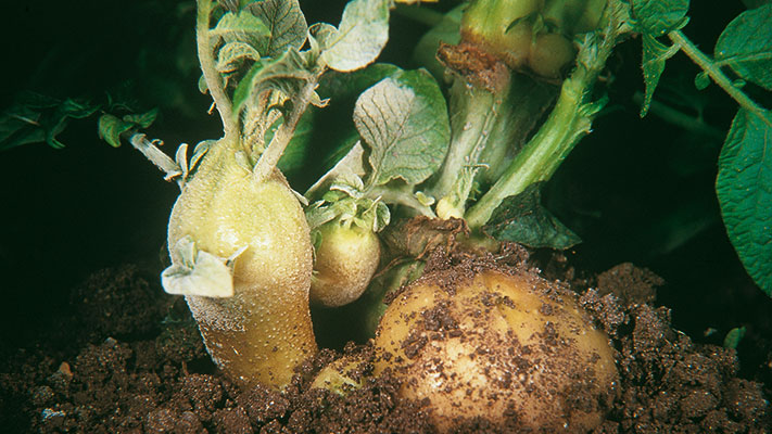 Black Scurf - Rhizoctonia solani