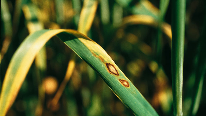 Leaf scald