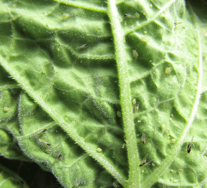 aphids on plant