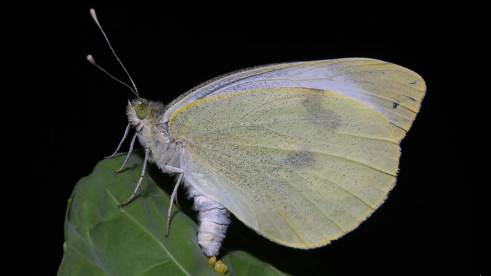 White cabbage butterfly