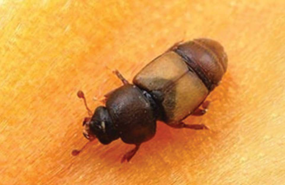 Carpophilus Beetle