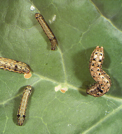 caterpillars on leaf