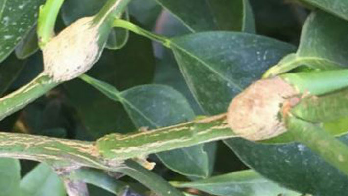 Citrus gall wasp
