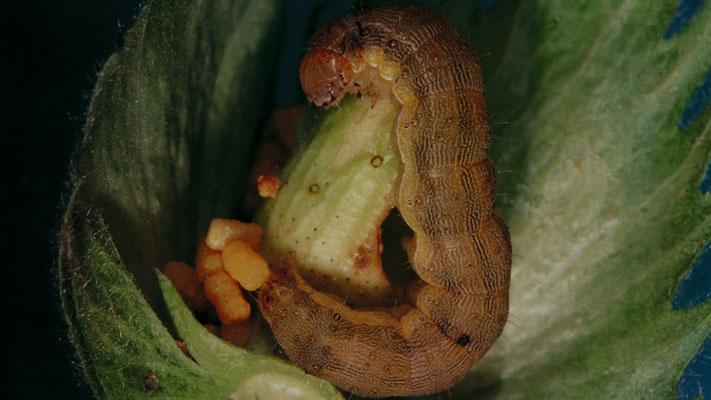Corn earworm