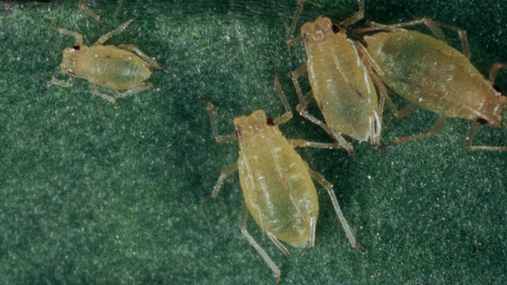 Cotton aphid