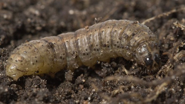 Cutworm