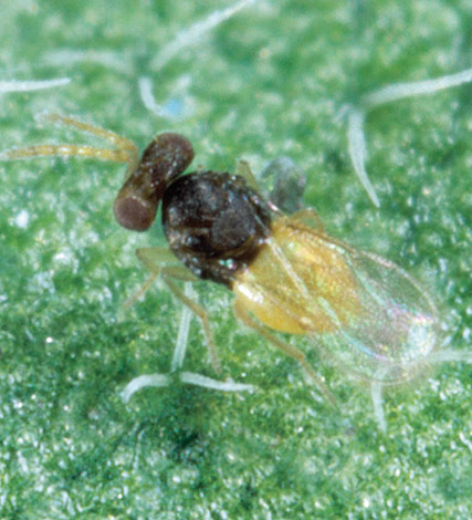 Encarsia - greenhouse whitefly