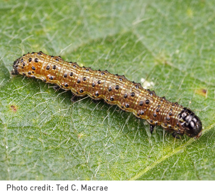 Fall armyworm - Spodoptera frugiperda