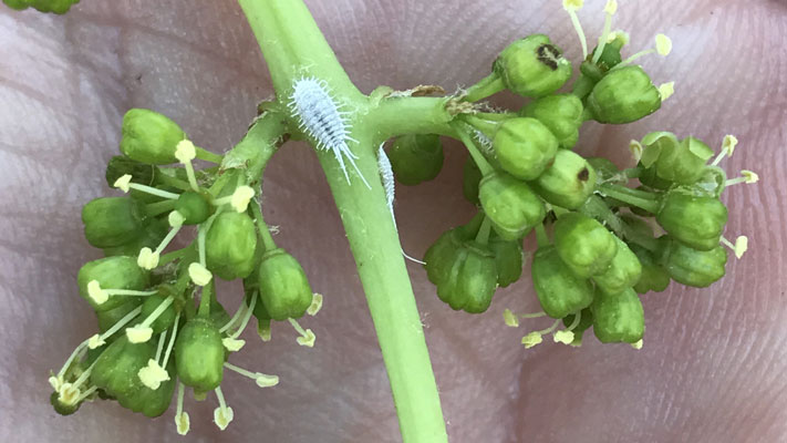 Mealybug (grapes)