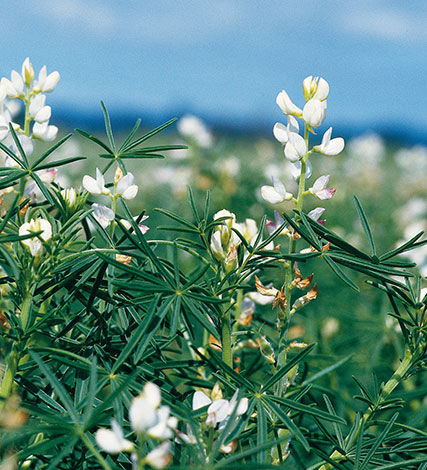 Lupins vounteer