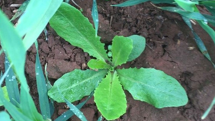 Prickly Lettuce