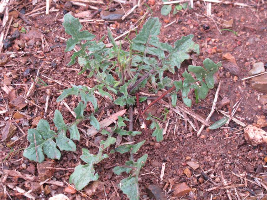 Herbicide Moa Chart