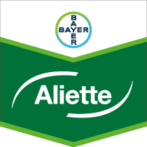 Aliette