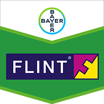 Flint