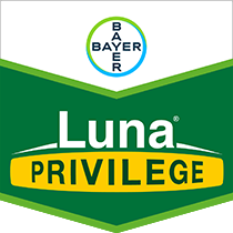 Luna Privilege Fungicide Label And Sds Bayer Crop Science It could just possibly be because white south africans are not americans (who apparently think africa is these racists want to somehow try and share the native label with the khoi and san people to somehow. luna privilege fungicide label and sds