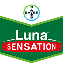 Luna Sensation