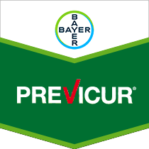 Previcur