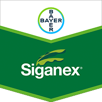 Siganex