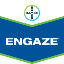 Engaze Insecticide
