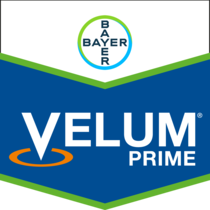 Velum Prime