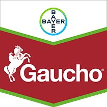 Gaucho
