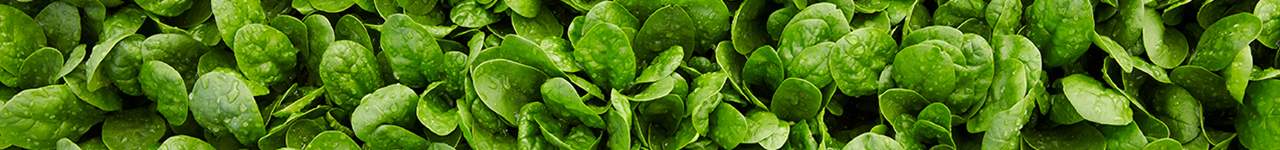 Bayer Vegetable Seeds