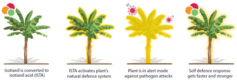 Isotianil Mode of Action explained