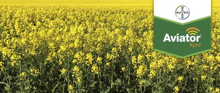 Launch of foliar fungicide, Aviator® Xpro® by Bayer for 2017