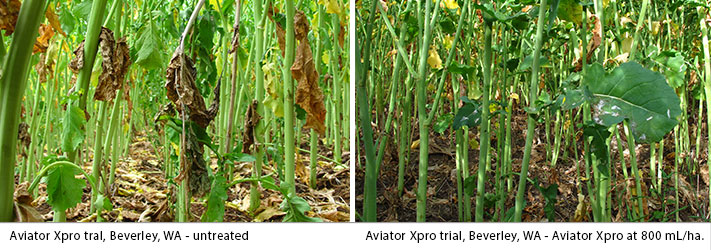 Aviator Xpro trial helps disease control, WA