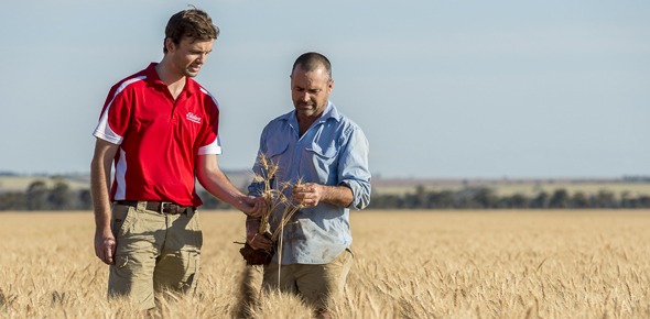 Elders Merredin Agronomist Cam Smith with Mukinbudin grower Tim Squire