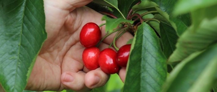 CherryHill Orchards trials to test Bayer