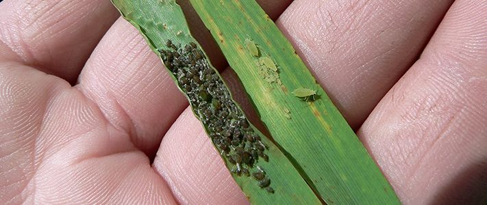 Russian wheat aphid control for barley & wheat crops