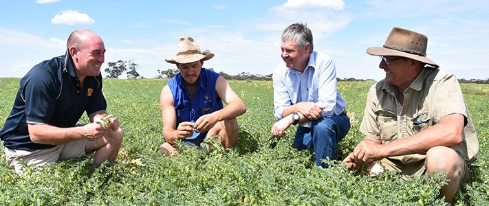 Chickpea crop disease control in action by team