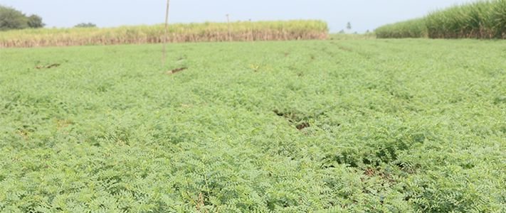 Crop disease management for chickpea crops