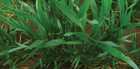 Velocity® herbicide trials on wheat plants in WA