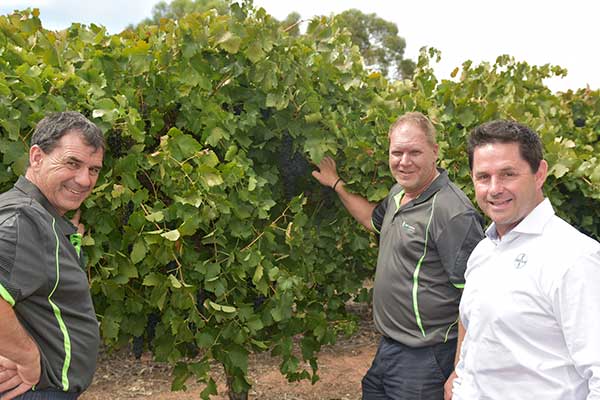 Brett, Andrew & Darren check the quality of some local Shiraz grapes prior to harvest