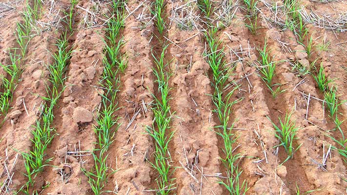 EverGol Energy Crown Rot Trial