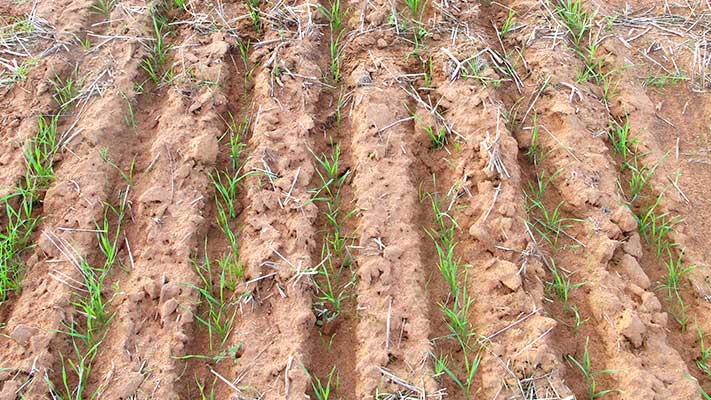 EverGol Energy Crown Rot Trial