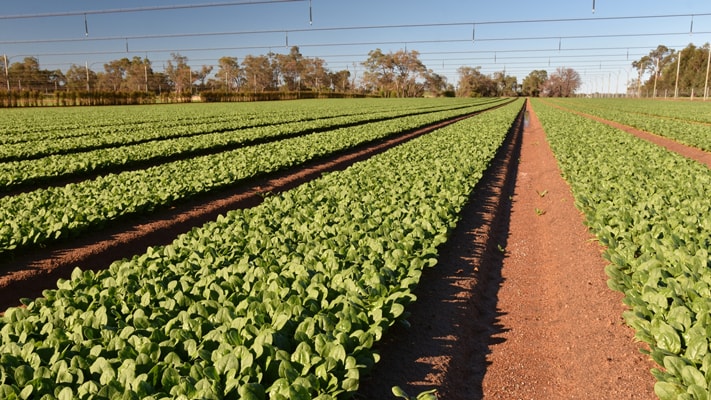 Spinach
