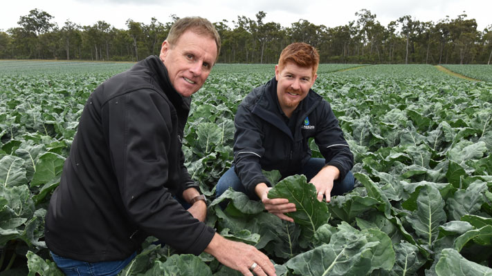 Broccoli grower Brad Ipsen