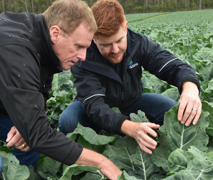 Inspecting a broccoli crop