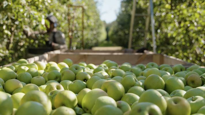 Apples