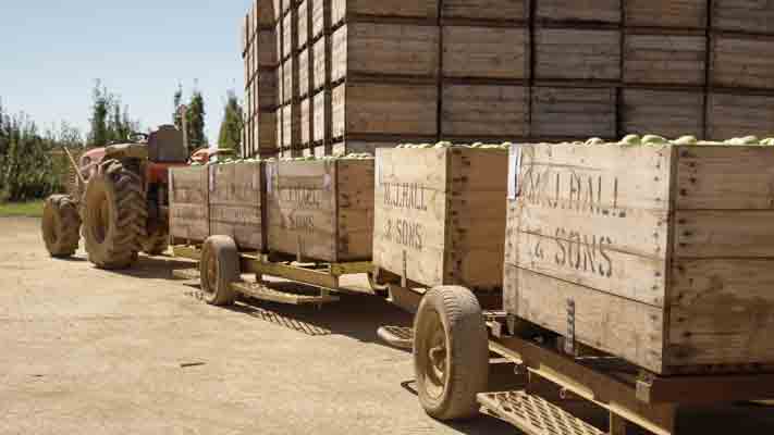 Apple crates