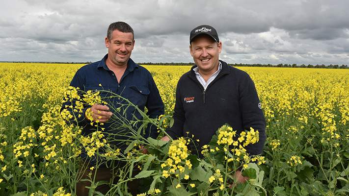 Canola crop