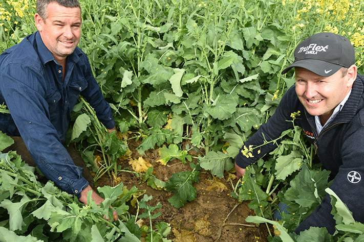 Inspecting Canola crops