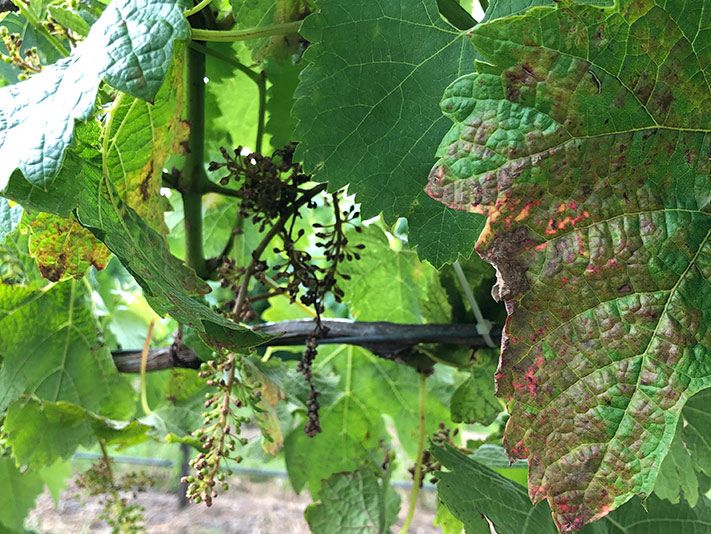 Downy mildew on grapevine foliage