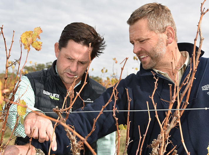 Inspecting the vines