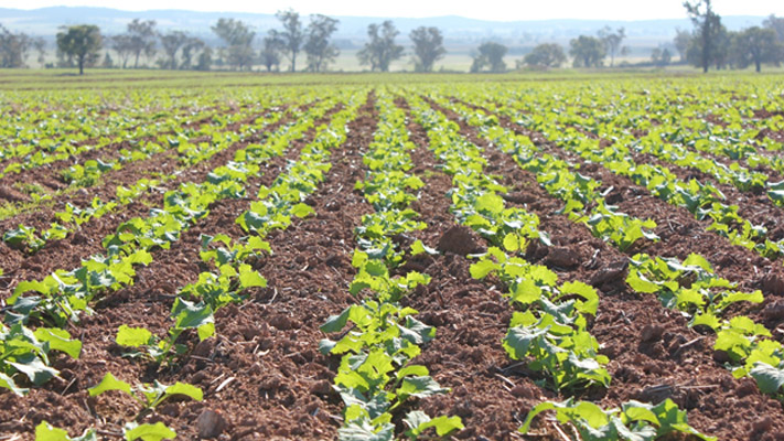 Canola paddock