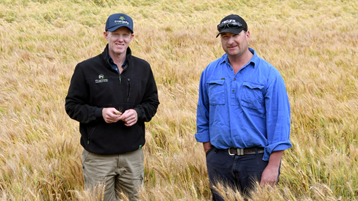 Peter Yelland (PY Agronomy) and Andy Forbes inspect a wheat crop treated with Mateno Complete