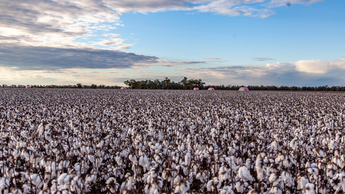 Cotton field